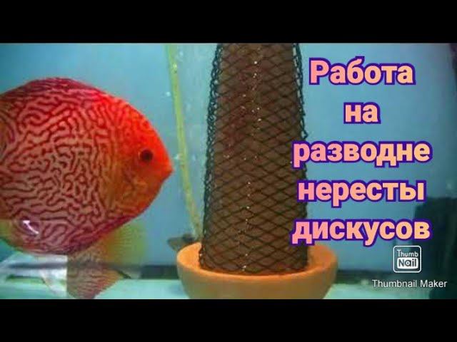 Работа с аквариумами . Губки, чистка, нересты. #fish #aquarium #discus #аквариум #аквариумныерыбки смотреть онлайн