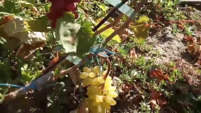 Грозди на прививках новых форм винограда Маэстро, Краснотал, Алекс 17 сентября 2021 смотреть онлайн