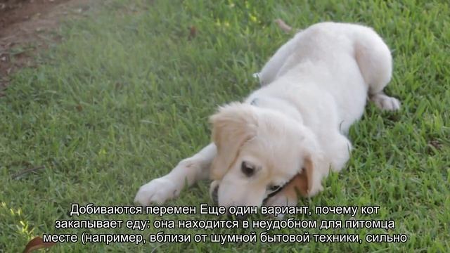 Почему кошки закапывают еду? смотреть онлайн