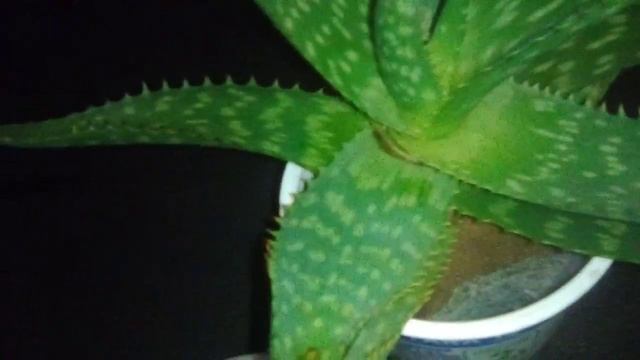 Как сохранить отростки и прорастать семена. смотреть онлайн