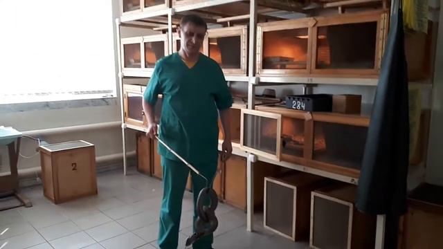 Как добывают яд кобры смотреть онлайн