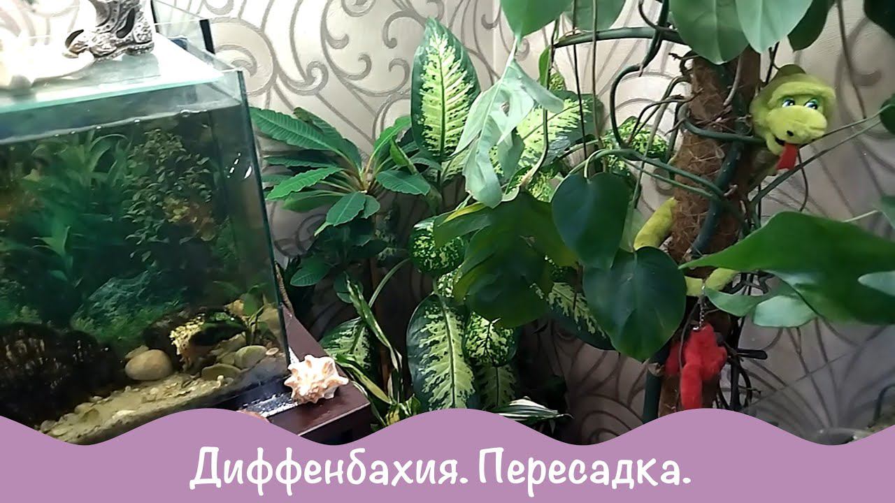 Три в один. Диффенбахии. Пересадка. смотреть онлайн