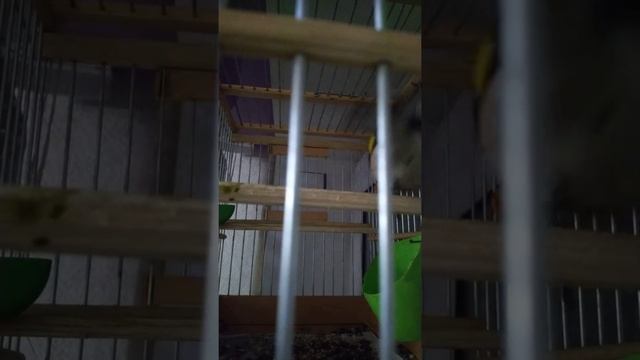 Седоголовый щегол, птица 2 недели как в клетке смотреть онлайн