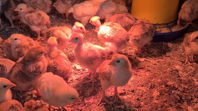 Пробежимся по курятнику/Куры и индюшки несутся/Индюки дерутся/Голошейки суперские/Мыть или не мыть? смотреть онлайн