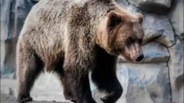 Киевский зоопарк Лето 2020 смотреть онлайн