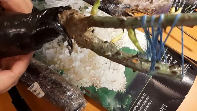 Как сохранить розы и гортнензии в коробках. смотреть онлайн