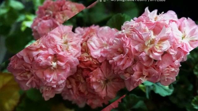 Pelargonium 꽃소개 - 미스로즈 (Miss Rose)