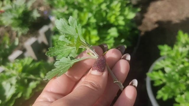 хризантема мультифлора. летнее черенкование и размножение. смотреть онлайн