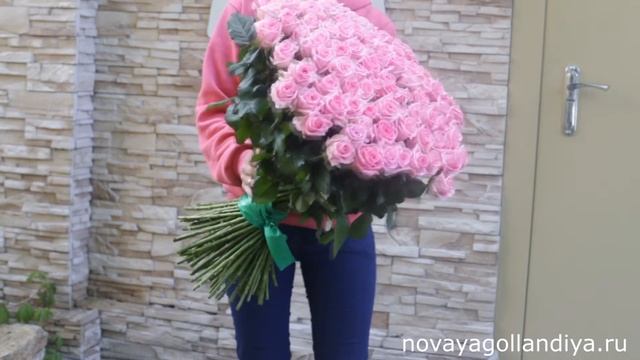 101 розовая роза. Доставка Цветов Новая Голландия смотреть онлайн
