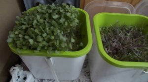 49 Тестирование установки Аэросад  на 4 модуля (плюсы и минусы)