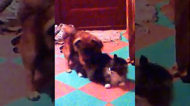 собака домогается кота смотреть онлайн