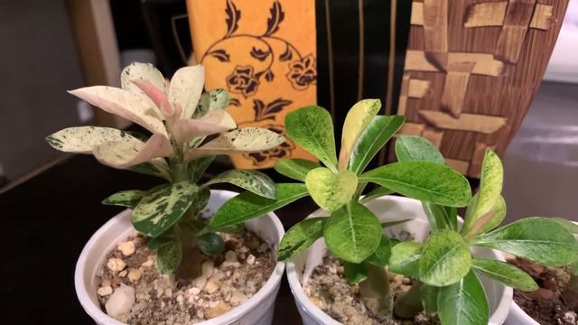 Adenium Obesum Variegated Seedlings || Adenium Obesum Albino Seedling Grafted