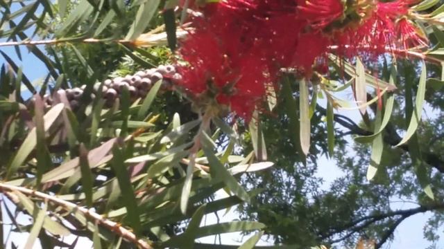 пчелы лето смотреть онлайн