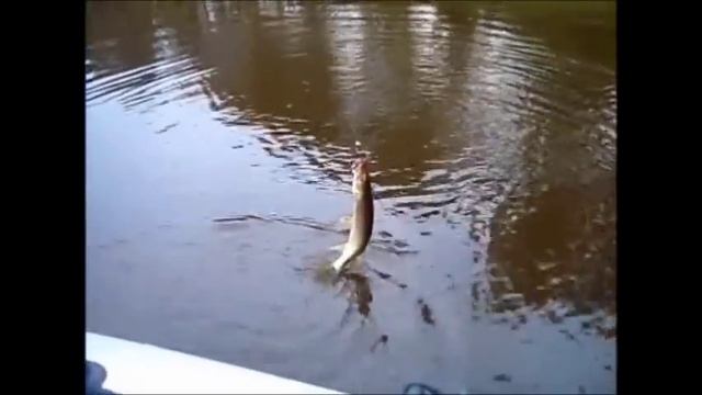 Северные щуки смотреть онлайн