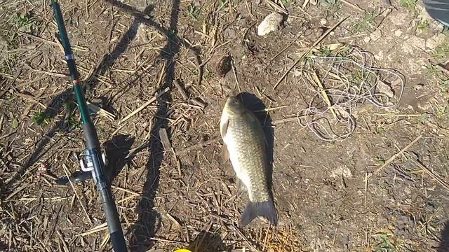 Лисы пакостят на Рыбалке или суп из гадючки. Foxes are nasty on Fishing or viper soup. смотреть онлайн