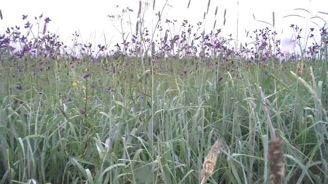 Николай Тряпкин - Море смотреть онлайн