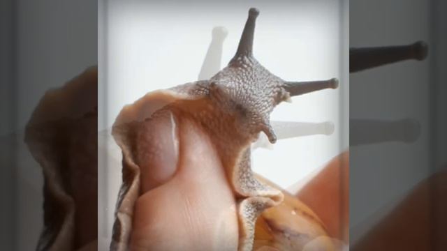 АХАТИНА АХАТИНА ТИГР / КАК ПОДРОС. смотреть онлайн