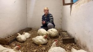 Какие травы можно давать бройлерам, а какие - нет