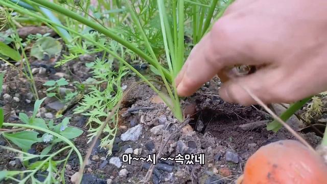 숲속작은집 vlog 17 가을이 얼마남지 않았습니다~가족들과 여행을 떠나세요!! смотреть онлайн