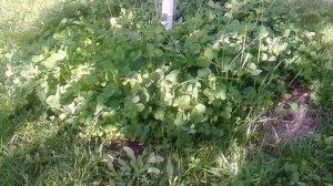 Белый клевер посеяла   всходы 16.05.15