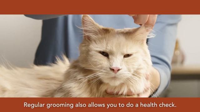 PURINA® PRO PLAN® Cat Coach: grooming tips смотреть онлайн