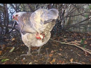 Воспаление яйцевода у кур и неправильные яйца лечение