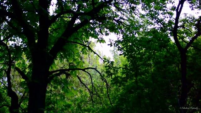 Моя соловьиная роща . смотреть онлайн