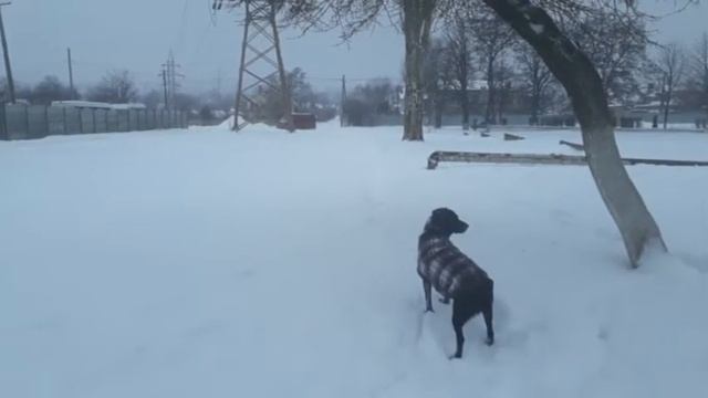 ВЫ ТАКОГО ЕЩЕ НЕ ВИДЕЛИ: КАК СОБАКА ИЩЕТ ПОДСНЕЖНИКИ НА 8 МАРТА на Удиви365TV смотреть онлайн