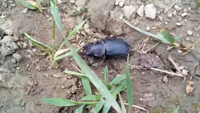 Жук олень делает круги. мир насекомых смотреть онлайн
