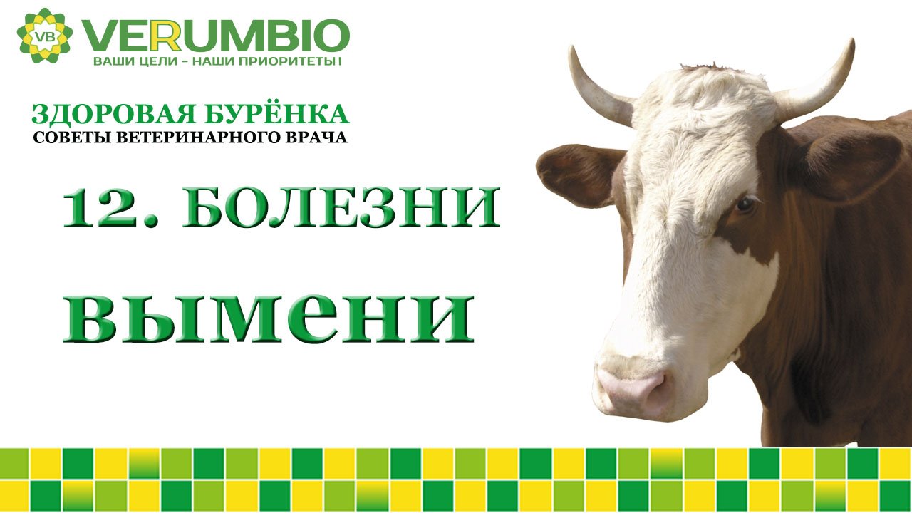 Болезни вымени у коров