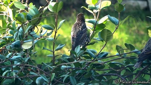 BIRDS - test video Sony HX100v 60p (american version NTSC, imported in Italy) смотреть онлайн