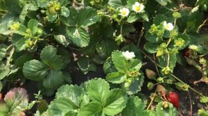 Клубника КРАПО -10 новый сорт нейтрального светового дня