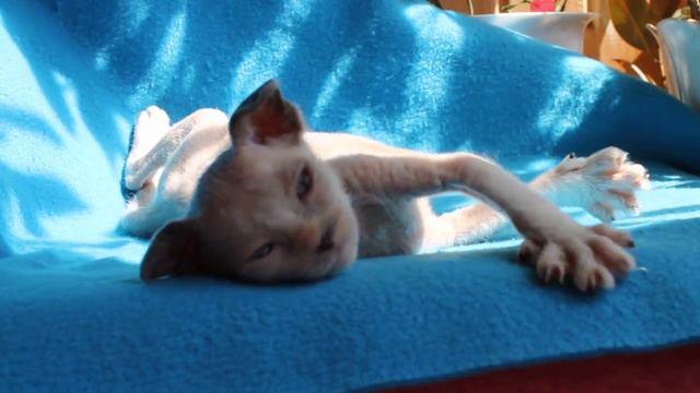 Украинский левкой Гвидон. #catslovers #sphynx #ukrainianlevkoy смотреть онлайн
