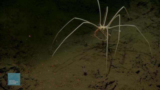 Creatures of the Deep | Sea Spider смотреть онлайн