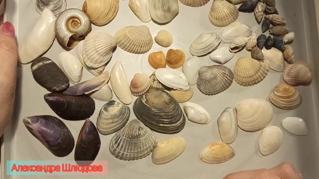 Поговорим о ракушках?| что такое ракушка|куда применить| смотреть онлайн