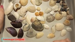 Поговорим о ракушках?| что такое ракушка|куда применить|