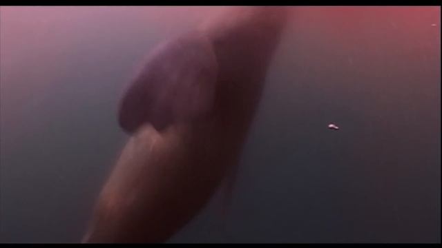 Penguins: the hunters become the hunted. смотреть онлайн