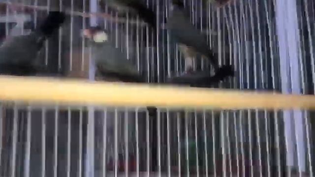 Giri Java split white смотреть онлайн