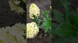 Новинка гортензия Мэджикал Маттерхорн ?. Люблю мои хосты. Посмотрите мои цветочки.