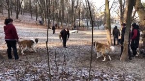 МОСКОВСКАЯ СТОРОЖЕВАЯ собака. Плюсы и минусы породы MOSCOW GUARD DOG