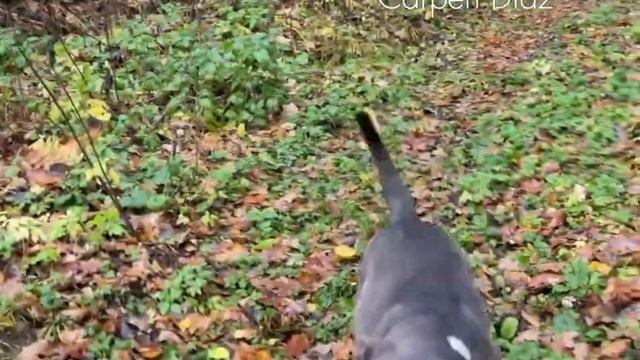 Американские бульдоги и староанглийские бульдоги. Питомник собак Карпен Диаз смотреть онлайн