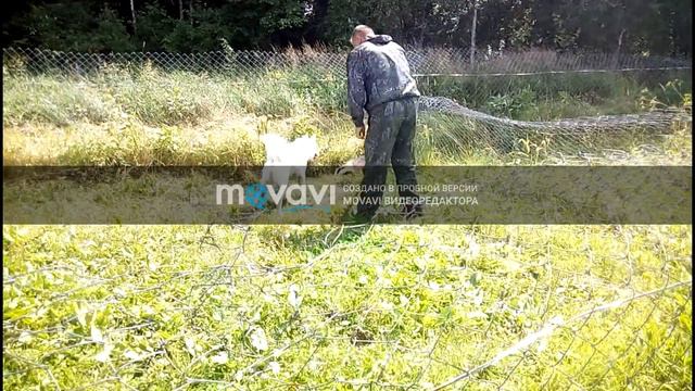 Дар и барсук смотреть онлайн