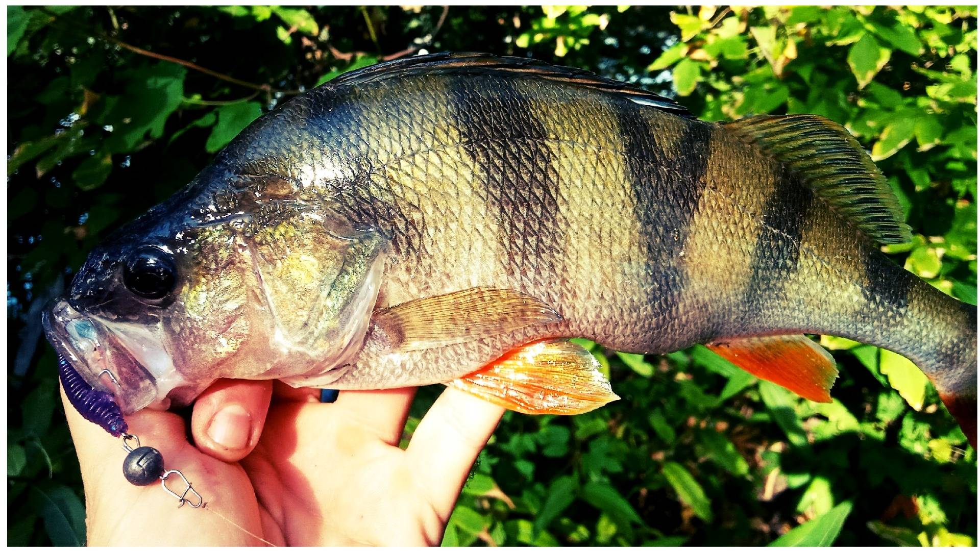 КРУПНЫЙ ОКУНЬ ОБОЖАЕТ ЭТУ ПРОВОДКУ! Пробуйте! Запоминайте! смотреть онлайн