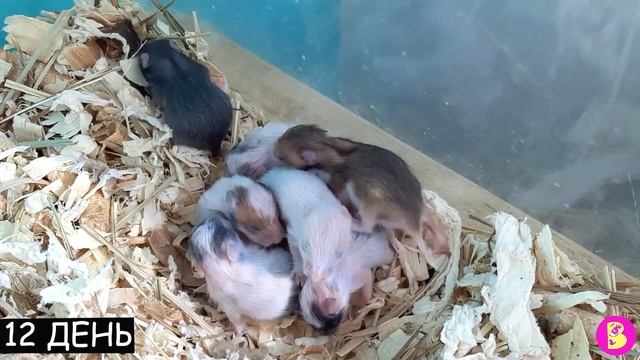 КАК РОСЛИ ХОМЯЧКИ** С ПЕРВОГО ДНЯ РОЖДЕНИЯ смотреть онлайн