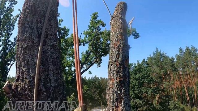 Сухий, аварійний дуб, стрьомний капець Droughty emergency oak, hazardous work смотреть онлайн