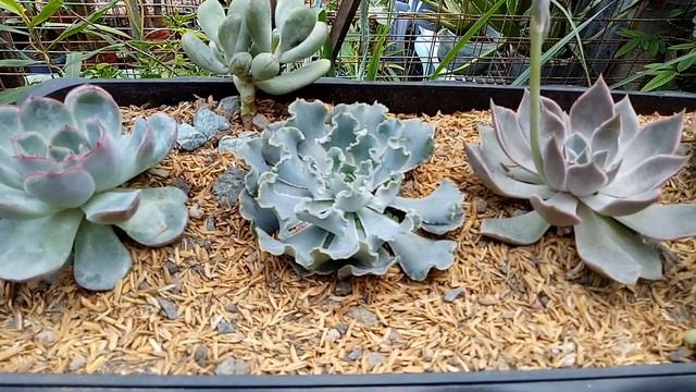 Sharing my Succulents, na hindi pa ninyo nakikita sa garden ko | Adelina G. Losegro смотреть онлайн