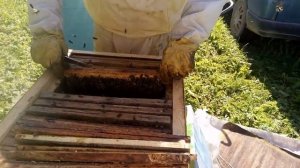 Пасека Лаврова. Ревизия пчелосемей перед зимовкой.