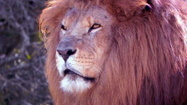 Lion Facts - Facts About Lions