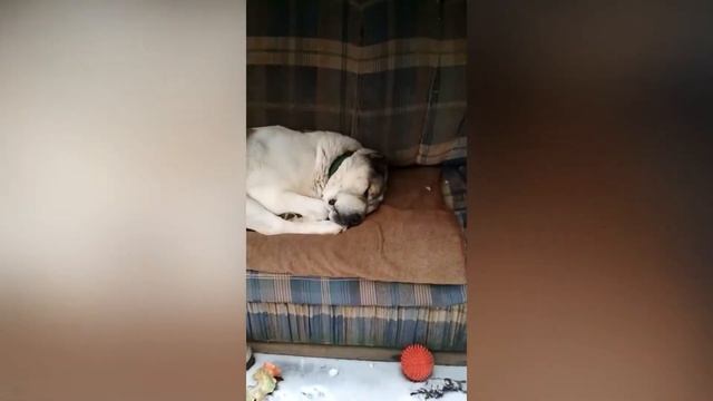 У Роечки чистая совесть и крепкий сон! А ему спать не дают))