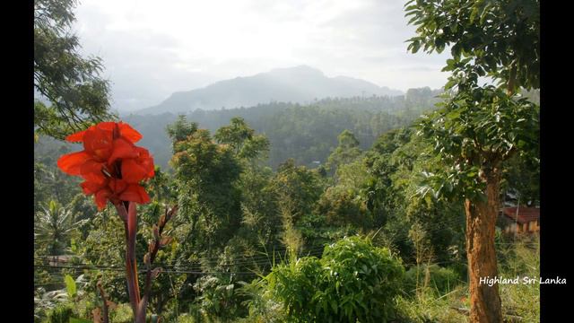 Glenloch Tea Factory смотреть онлайн